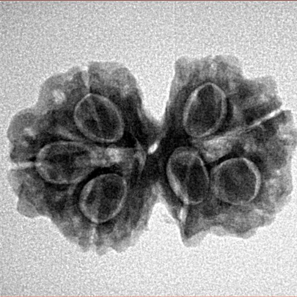 7 MK Gaurishankar 24.7mm 3.12gm - Inverse xray