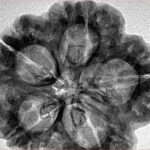 5 Mukhi Rudraksha 30.2mm 6.7gm - Inverse xray