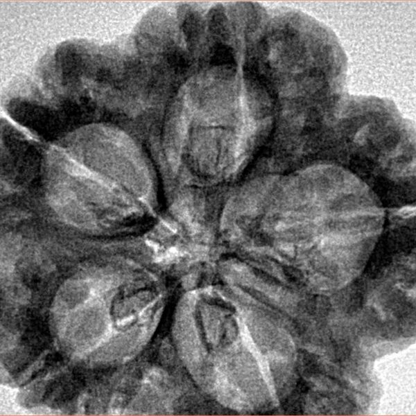 5 Mukhi Rudraksha 30.2mm 6.7gm - Inverse xray