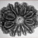 11 Mukhi Rudraksha 28.2mm 5.84gm - Inverse xray