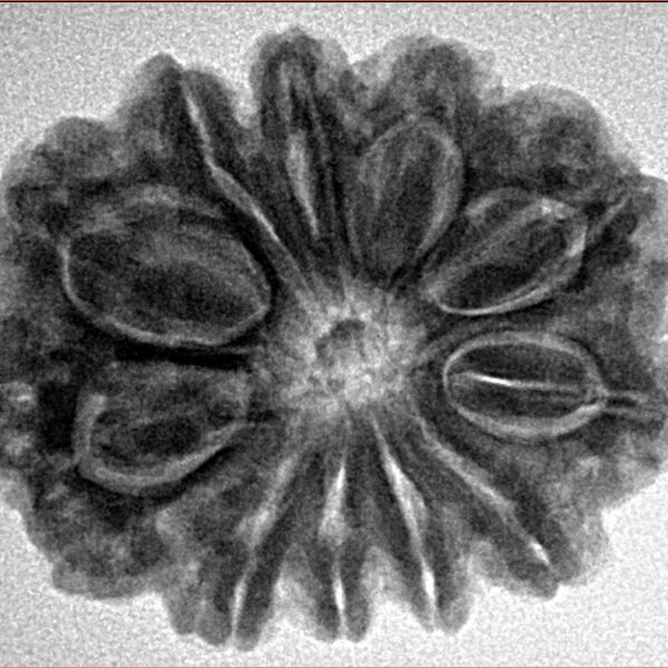 11 Mukhi Rudraksha 28.2mm 5.84gm - Inverse xray