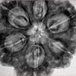 6 Mukhi Rudraksha 31.2mm 7.93gm - Inverse xray
