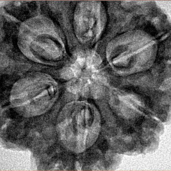 6 Mukhi Rudraksha 31.2mm 7.93gm - Inverse xray