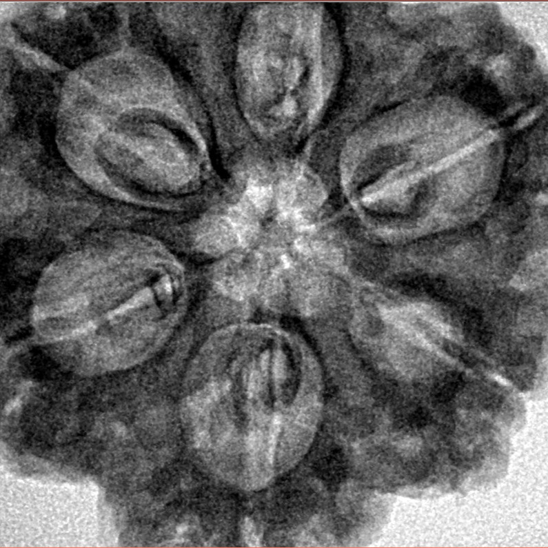 6 Mukhi Rudraksha 31.2mm 7.93gm - Inverse xray