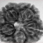 5 Mukhi Rudraksha 29mm 8.09gm - Inverse xray