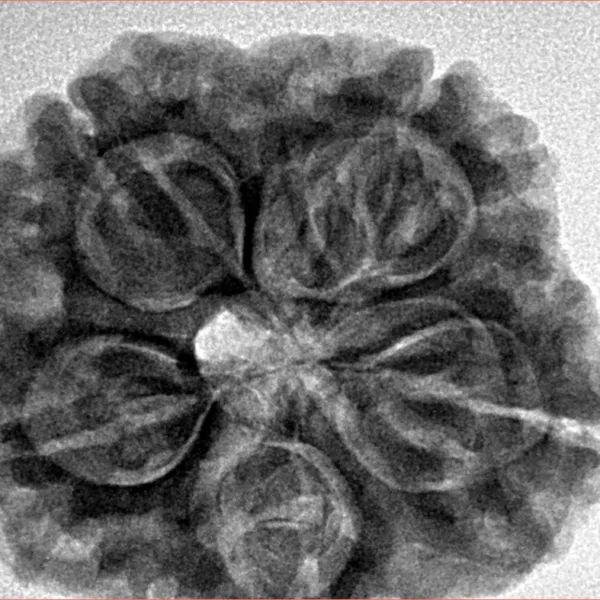 5 Mukhi Rudraksha 29mm 8.09gm - Inverse xray