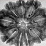 9 Mukhi Rudraksha 31.9mm 5.82gm - Inverse xray