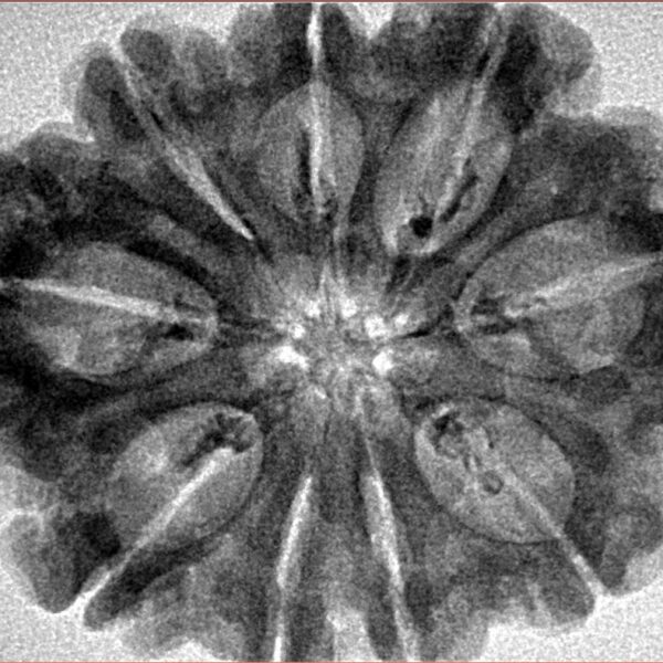 9 Mukhi Rudraksha 31.9mm 5.82gm - Inverse xray