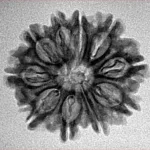 10 Mukhi Rudraksha 24.5mm 2.92gm - Inverse xray
