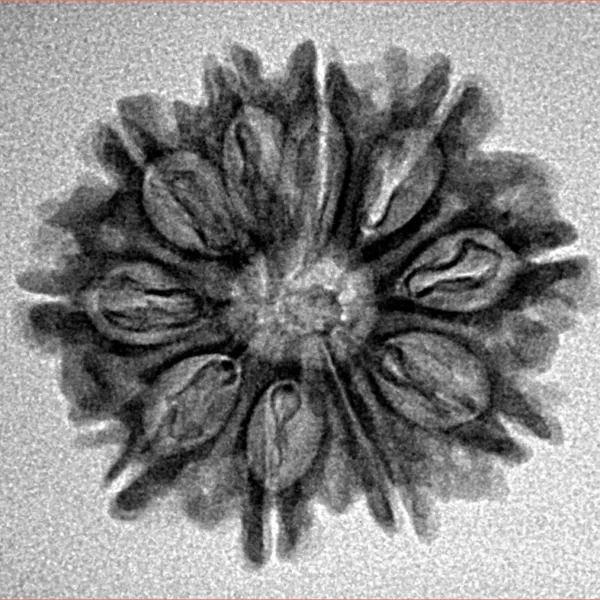 10 Mukhi Rudraksha 24.5mm 2.92gm - Inverse xray