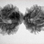 10 Mukhi Mini Trijuti 32.8mm 4.55gm - Inverse xray