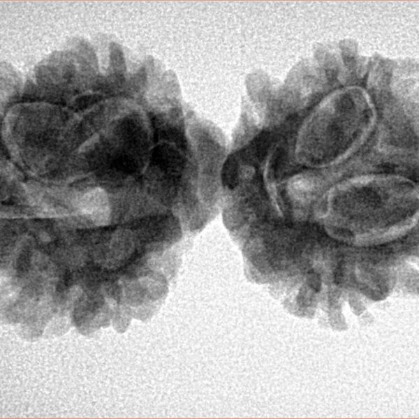 10 Mukhi Mini Trijuti 32.8mm 4.55gm - Inverse xray
