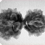 10 Mukhi Mini Trijuti 31.8mm 4.67gm - Inverse xray