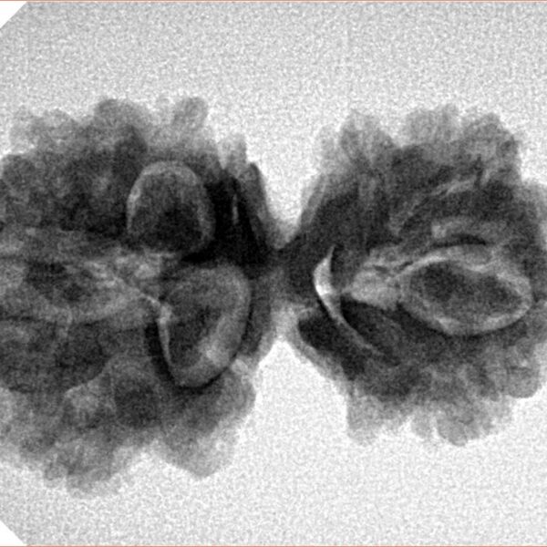 10 Mukhi Mini Trijuti 31.8mm 4.67gm - Inverse xray
