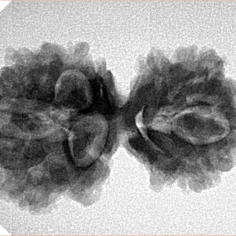 10 Mukhi Mini Trijuti 31.8mm 4.67gm - Inverse xray
