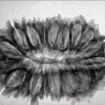 21 Mukhi Rudraksha 30.8mm 4.1gm - Inverse xray