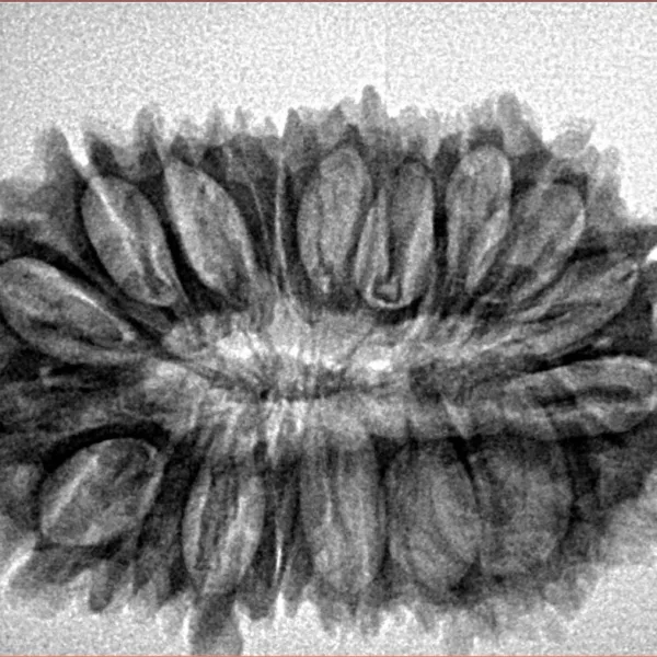 21 Mukhi Rudraksha 30.8mm 4.1gm - Inverse xray