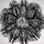 9 Mukhi Rudraksha 27mm 5.53gm - Inverse xray