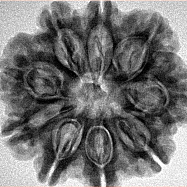 9 Mukhi Rudraksha 27mm 5.53gm - Inverse xray