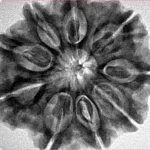 9 Mukhi Rudraksha 28.9mm 6.69gm - Origin: Nepal - Inverse xray