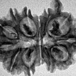13 Mukhi G.S & Ganesh 27.9mm 3.21gm - Inverse xray