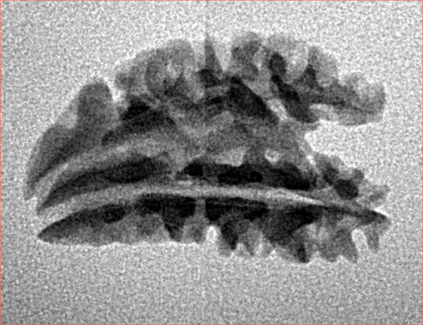 1 + 1 Mukhi Rudraksha 22mm 1.2gm - Inverse xray