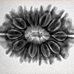 14 Mukhi Rudraksha 26.2mm 3.93gm - Inverse xray