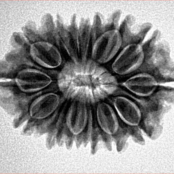 14 Mukhi Rudraksha 26.2mm 3.93gm - Inverse xray