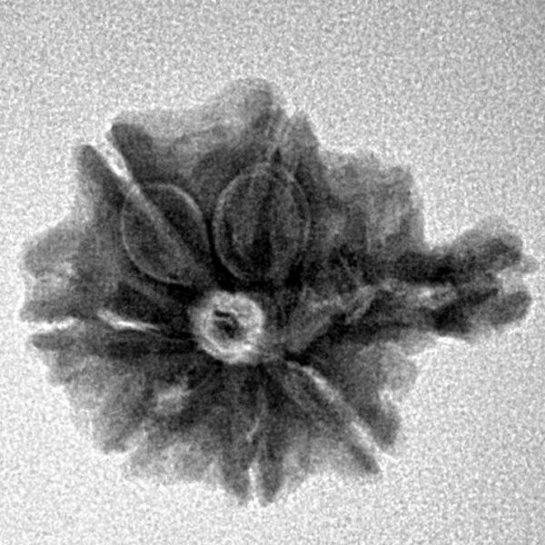 Sawar/Ganesh ( 6+1 ) 21.1mm 2.48gm - Inverse xray