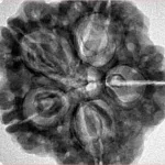 5 Mukhi Rudraksha 29.5mm 7.56gm - Inverse xray