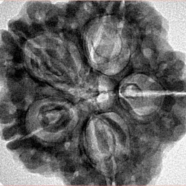 5 Mukhi Rudraksha 29.5mm 7.56gm - Inverse xray