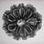 9 Mukhi Rudraksha 24mm 3.81gm - Inverse xray