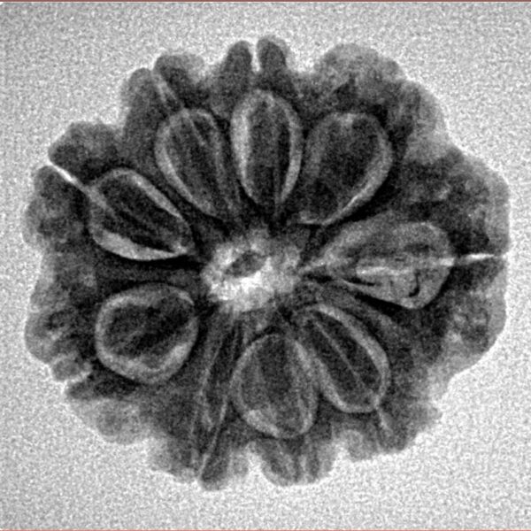 9 Mukhi Rudraksha 24mm 3.81gm - Inverse xray