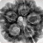 5 Mukhi Rudraksha 29.7mm 7.89gm - Origin: Nepal - Inverse xray