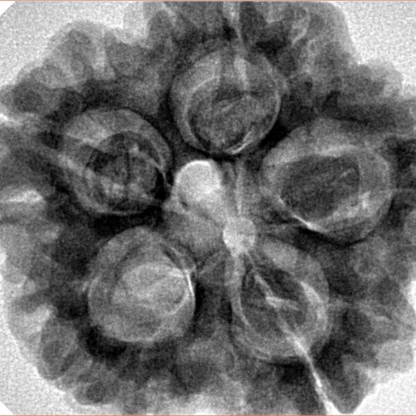 5 Mukhi Rudraksha 29.7mm 7.89gm - Origin: Nepal - Inverse xray