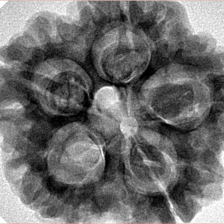 5 Mukhi Rudraksha 29.7mm 7.89gm - Origin: Nepal - Inverse xray