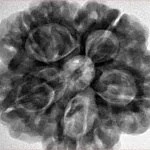 5 Mukhi Rudraksha 29.6mm 8.31gm - Inverse xray
