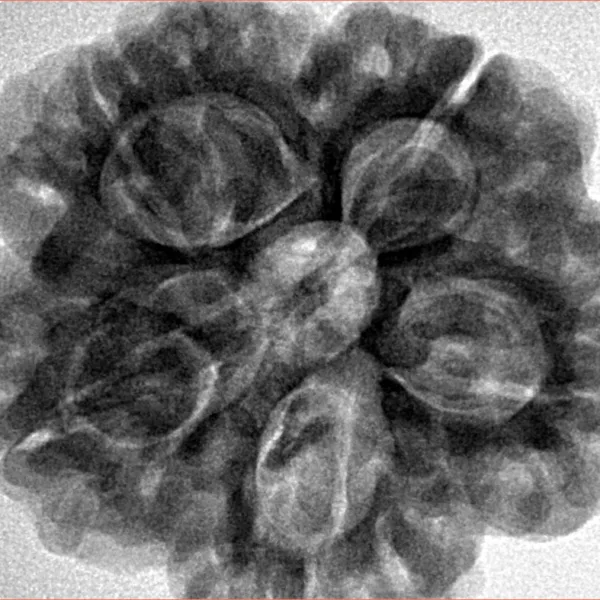 5 Mukhi Rudraksha 29.6mm 8.31gm - Inverse xray