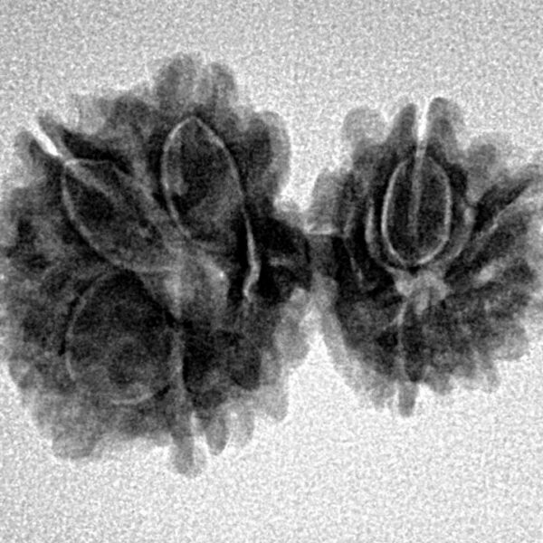 10 Mukhi Garbhgauri 26mm 3gm - Inverse xray
