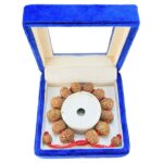 8 Mukhi Indonesian Bracelet - Mala Image