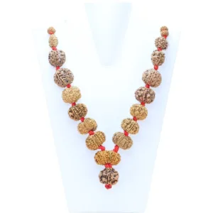 1 to 14 Mukhi Rudraksha Mala ( Siddha Mala ) 31.4520 - Mala Image