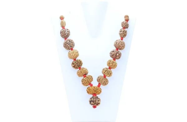 1 to 14 Mukhi Rudraksha Mala ( Siddha Mala ) 31.4520 - Mala Image