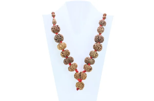 1 to 14 Mukhi Rudraksha Mala ( Siddha Mala ) 31.2585 - Mala Image