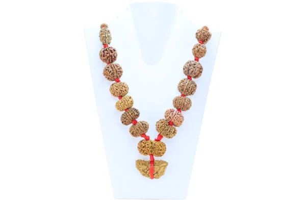 1 to 14 Mukhi Rudraksha Mala ( Siddha Mala ) 40.1785 - Mala Image