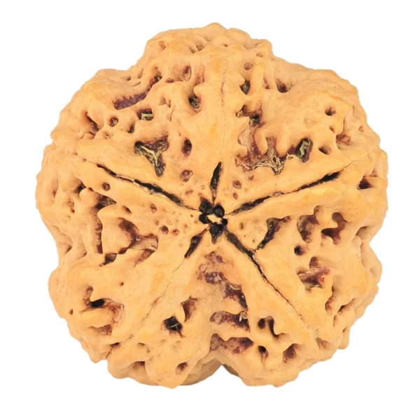 5 Mukhi Rudraksha 29mm 8.23gm - Rudraksha back