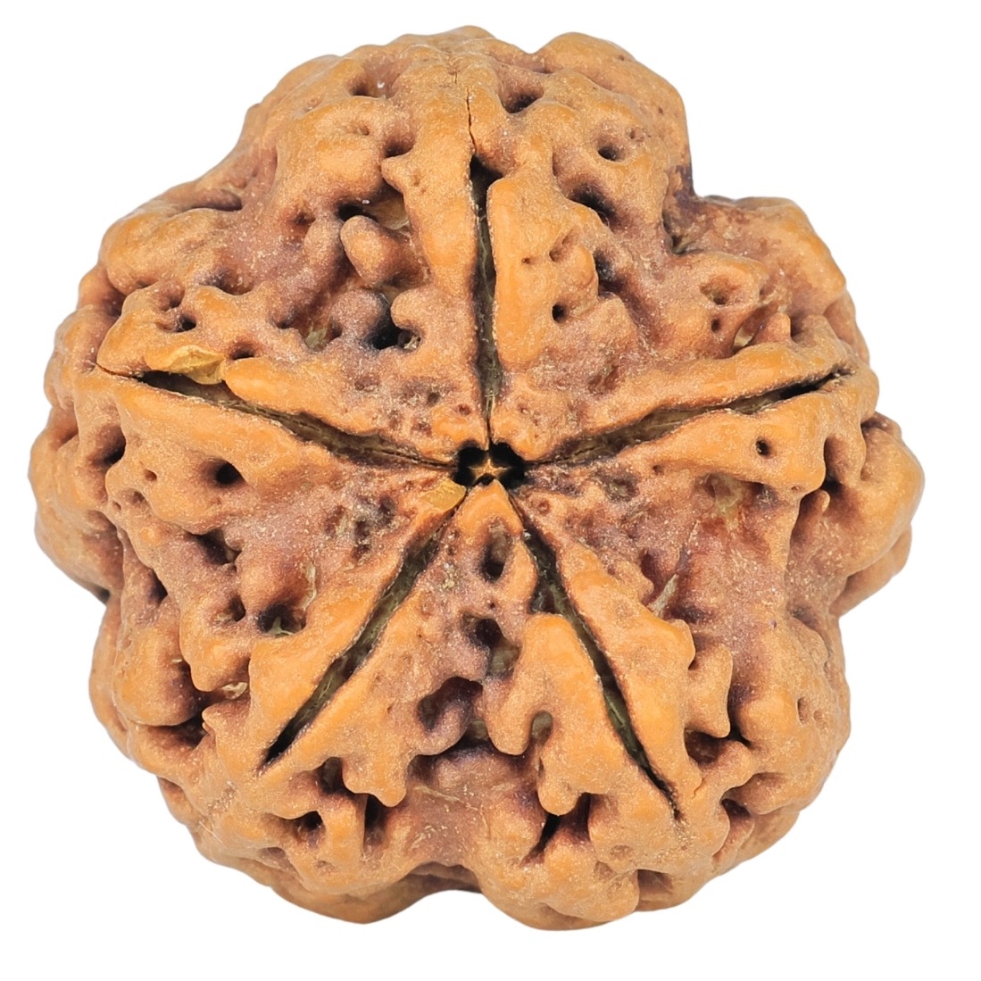 5 Mukhi Rudraksha 29.1mm 8gm - Rudraksha back