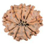 9 Mukhi Rudraksha 23.1mm 3.26gm - Rudraksha back