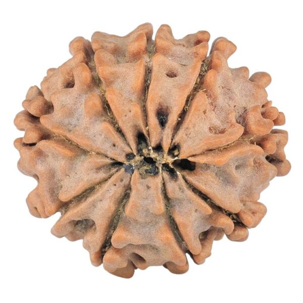 9 Mukhi Rudraksha 23.1mm 3.26gm - Rudraksha back