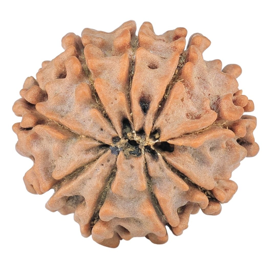9 Mukhi Rudraksha 23.1mm 3.26gm - Rudraksha back