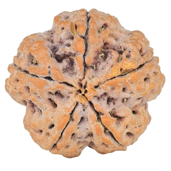 5 Mukhi Rudraksha 29.6mm 8.8gm - Rudraksha back